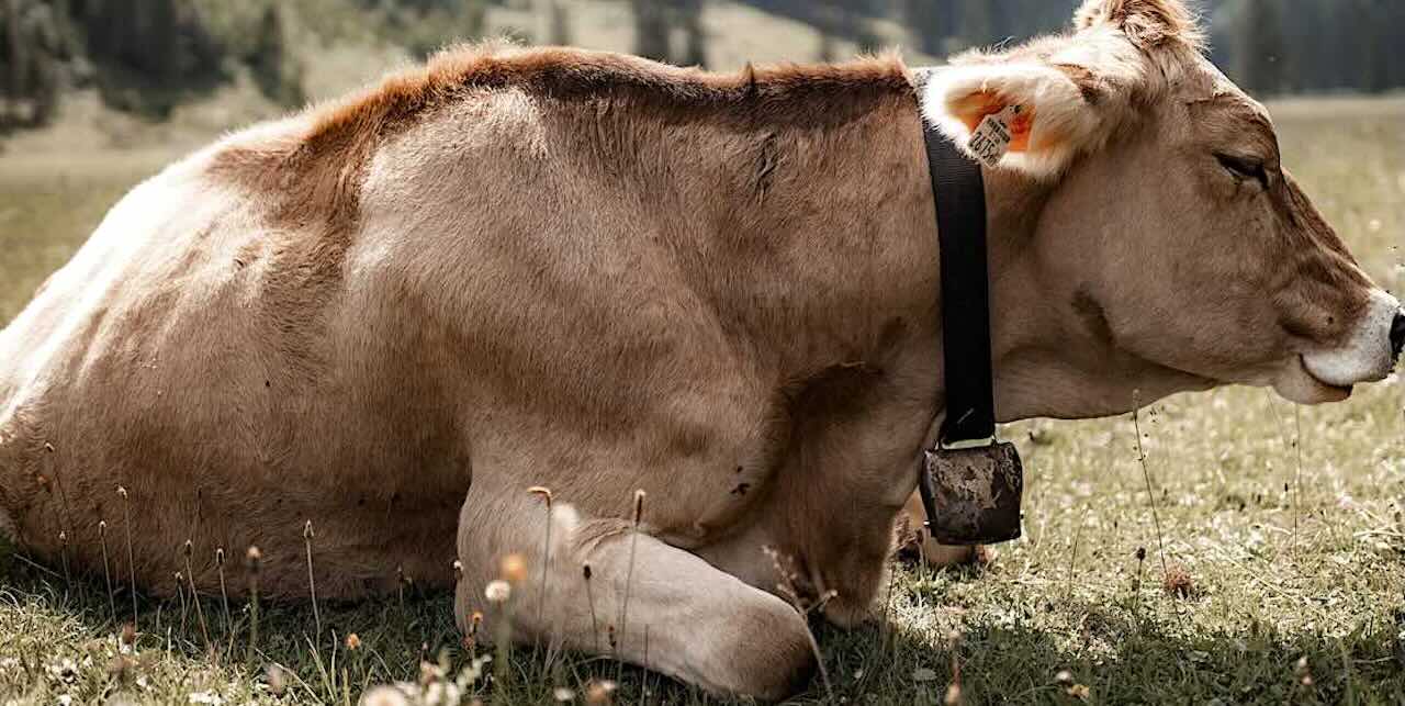 Udder Chaos: Cows Collapse After Eating Danish Gov’t’s Methane-Lowering Feed